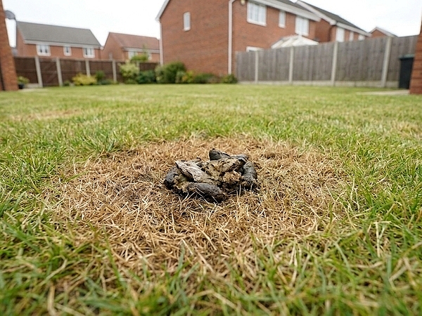 Can Pet Waste in York Damage Your Lawn Over Time?