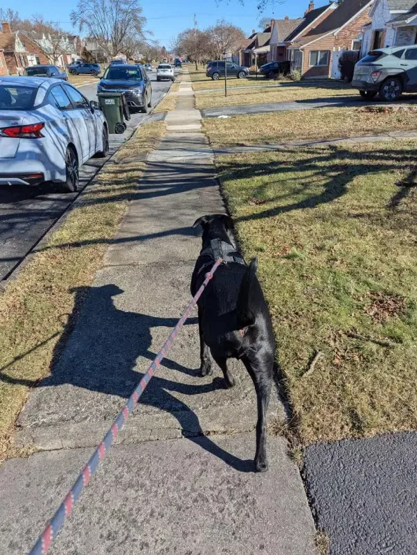 How Dog Walking Services in York Improve Daily Routines