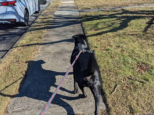 How Dog Walking Services in York Improve Daily Routines