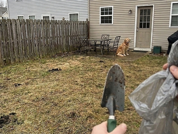 Is Pet Waste in York Making Your Backyard Less Enjoyable?
