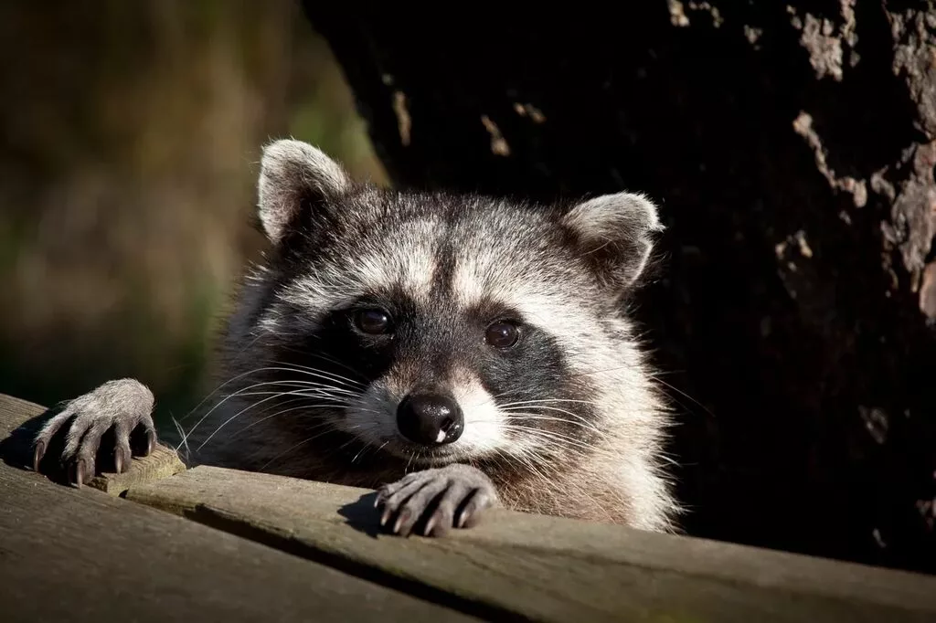 Rabies Safety for Dog Owners: A Unique Perspective