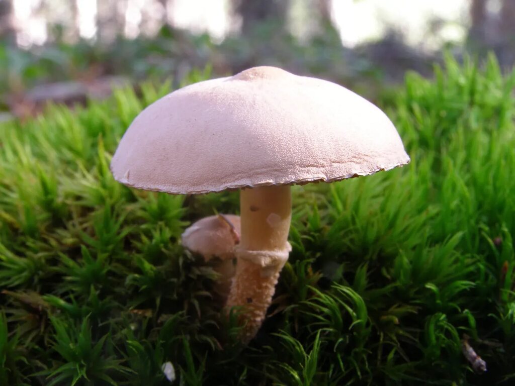 Dogs & Shrooms