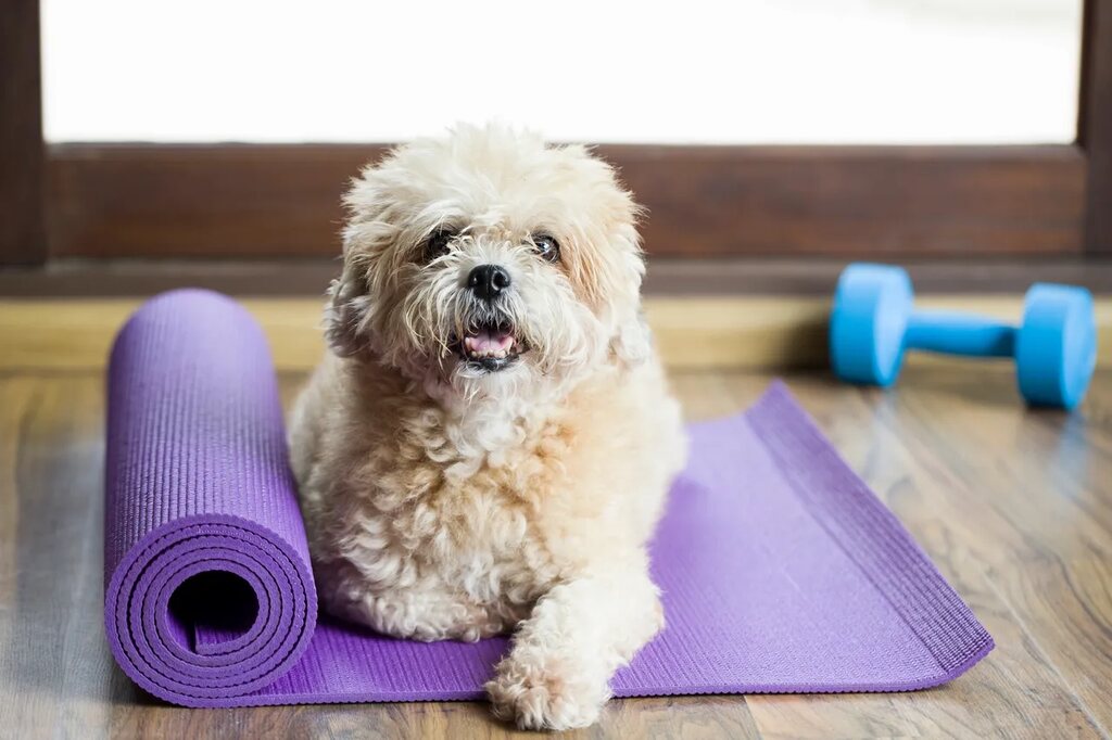 The Importance of Enrichment for Your Pets