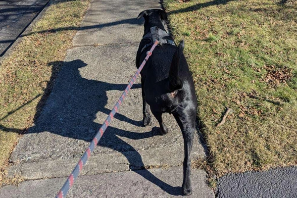 Dog Walking