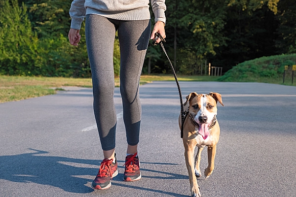 Dog Walking