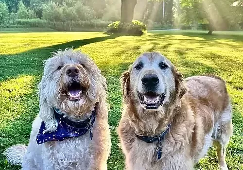 Pet Sitting
