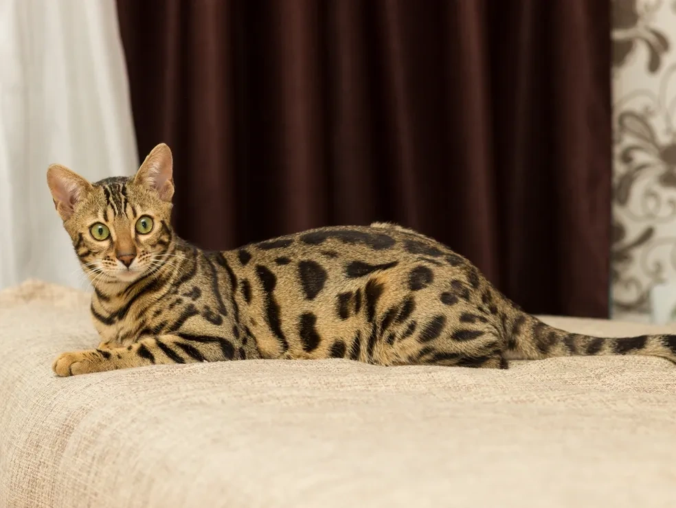 Pet3