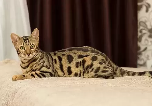 Pet3