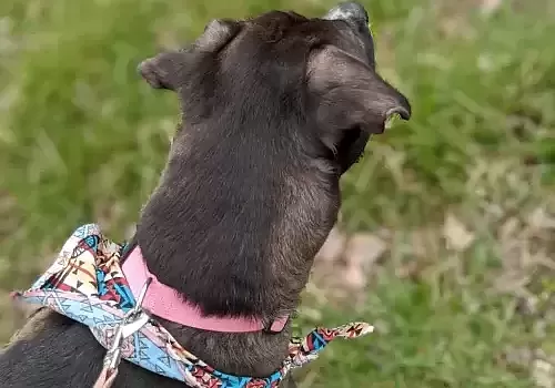 Pet6