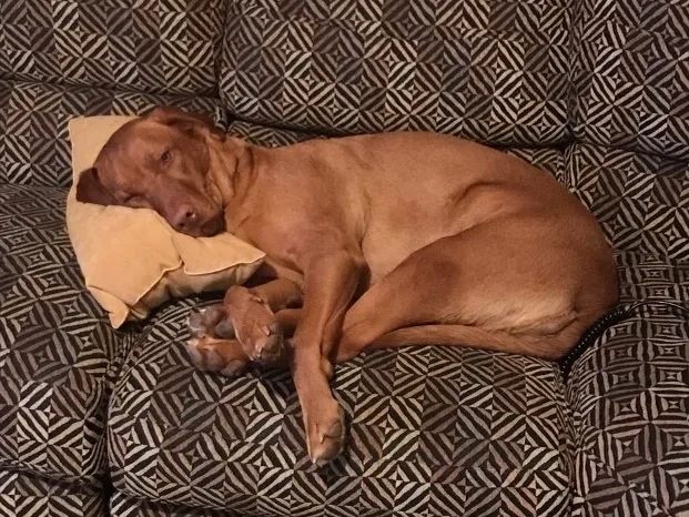 Pet7