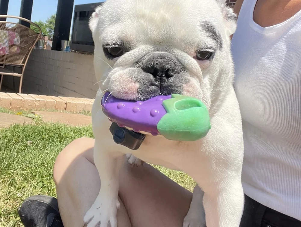 Pet8