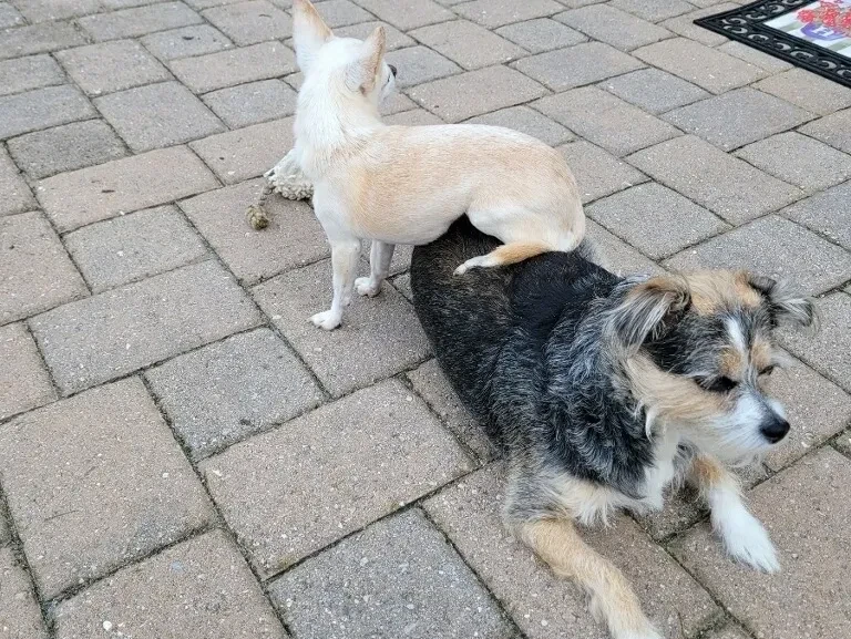 Pet9